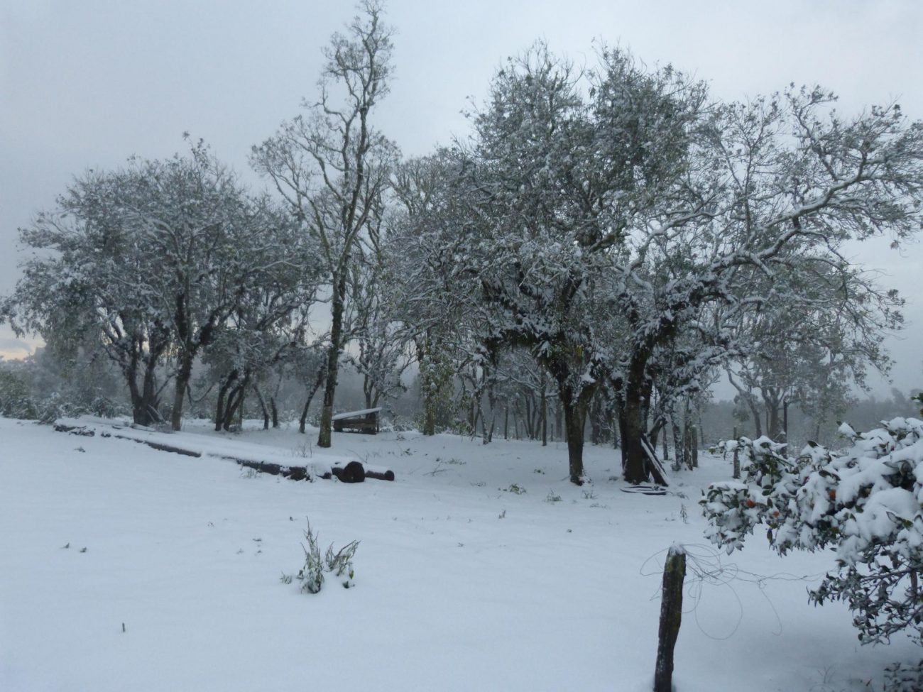 Neve foi registrada em julho de 2013  - Divulgação/ND