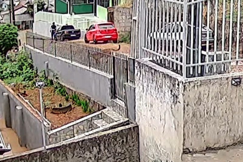 Animal selvagem foi flagrado pelas ruas de Caçador 