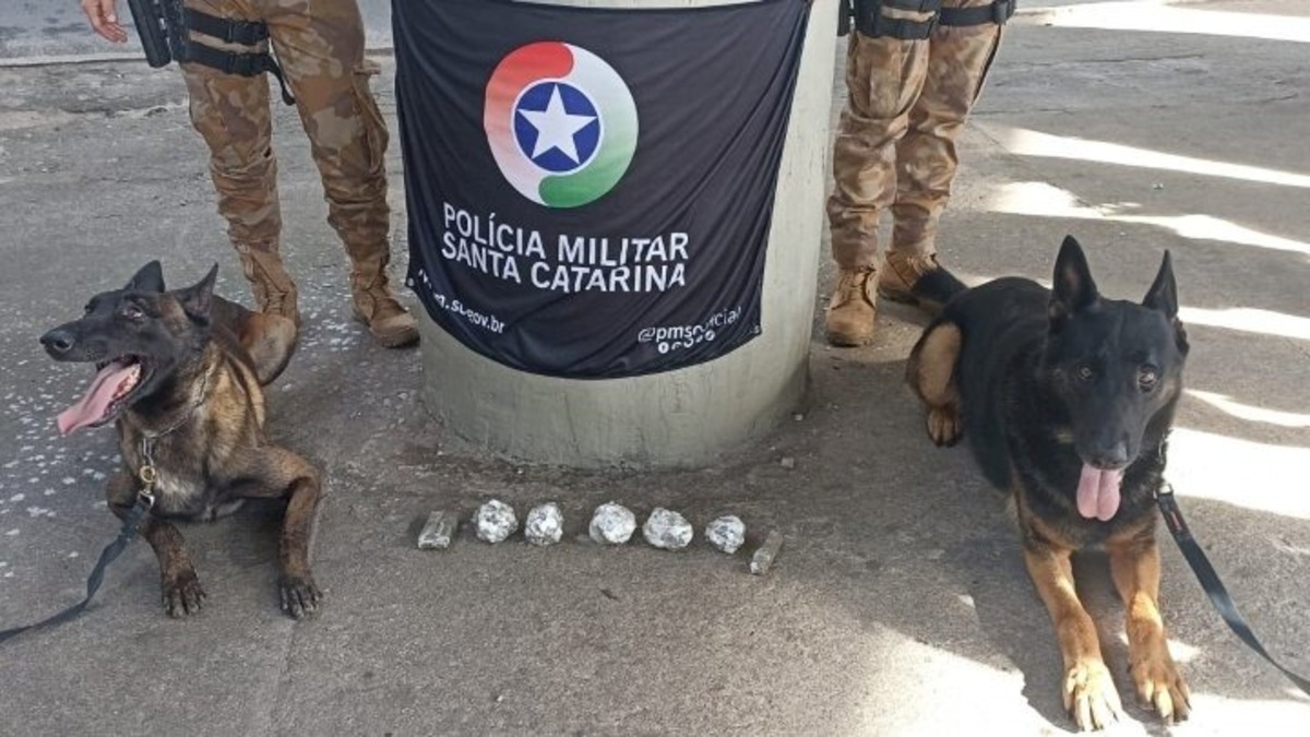 Cães Cães farejadores