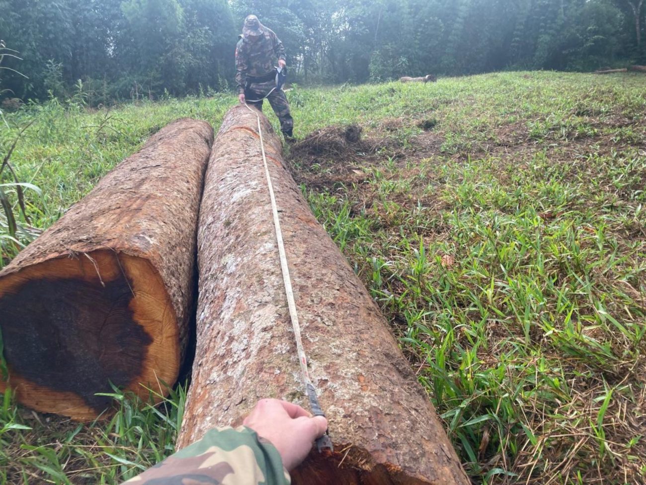 Operação contra desmatamento ilegal é deflagrada no Alto Vale de SC nesta terça-feira (27) - Foto: Divulgação/Polícia Ambiental de Santa Catarina/ND - Divulgação/Polícia Ambiental de Santa Catarina/ND