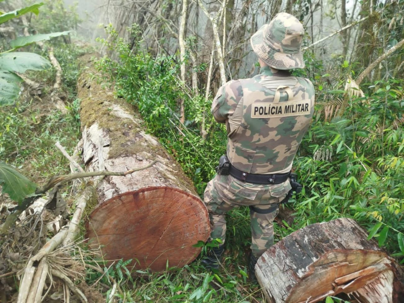 Operação contra desmatamento ilegal é deflagrada no Alto Vale de SC nesta terça-feira (27) - Foto: Divulgação/Polícia Ambiental de Santa Catarina/ND - Divulgação/Polícia Ambiental de Santa Catarina/ND