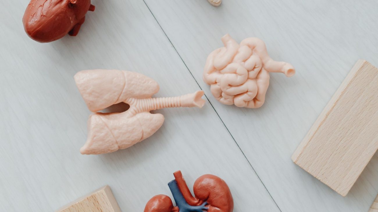 falência intestinal Transplante no SUS serão incluídos para casos de falência intestinal