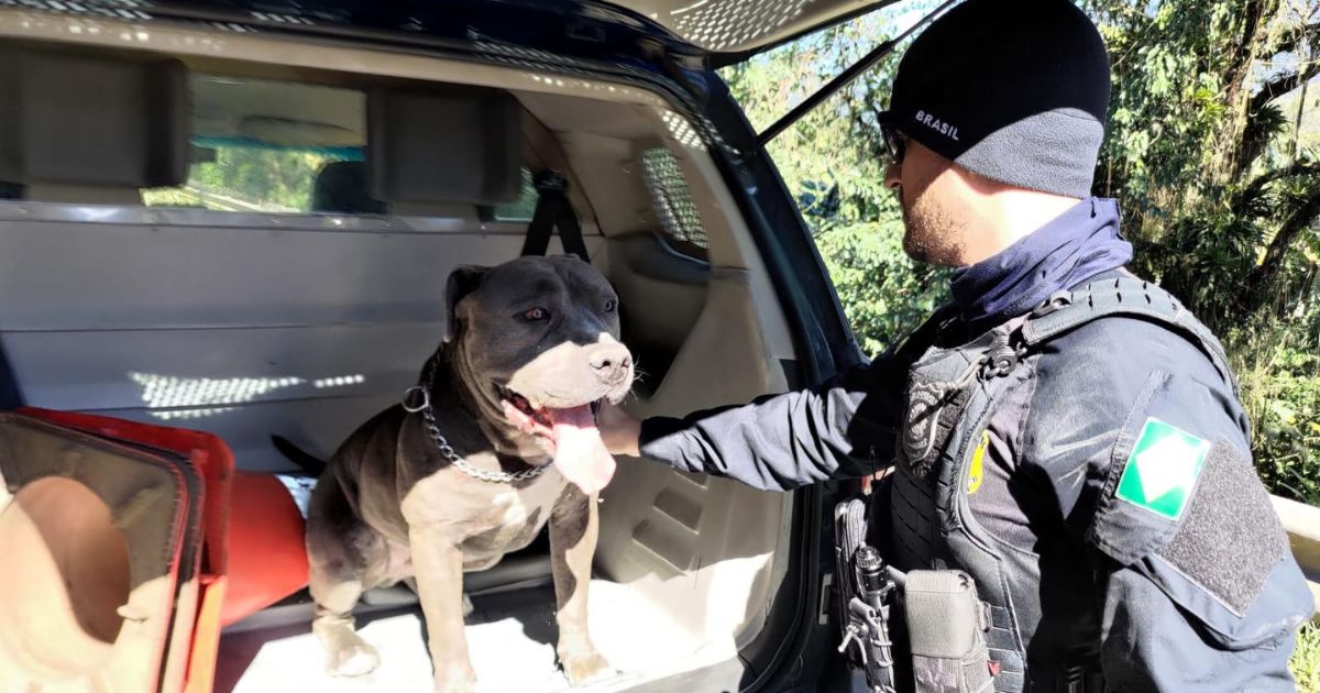 V&Iacute;DEO: Pitbull resgatado na BR-101 pela PRF voltou para casa – Foto: PRF/Divulga&ccedil;&atilde;o/ND
