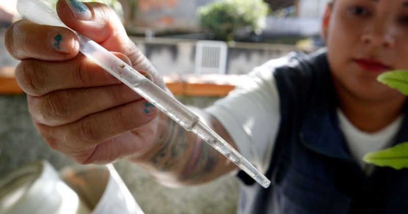 Como Joinville reduziu em 98,94% os casos de dengue nos primeiros meses de 2025 Combate a dengue em Joinville