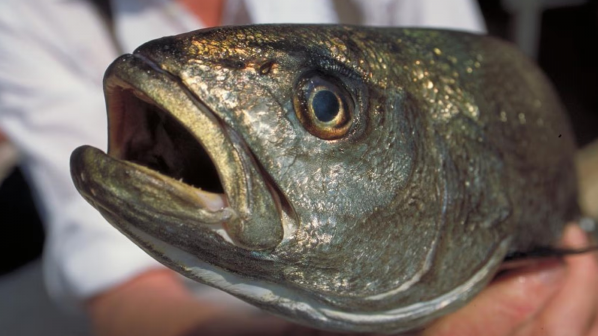 Sardinha com preço de bacalhau? DNA de peixe em Joinville deve revelar fraudes
