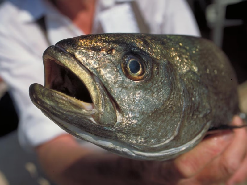 Peixe da espécie Robalo na mão de um pesquisador Peixe da espécie Robalo na mão de um pesquisador