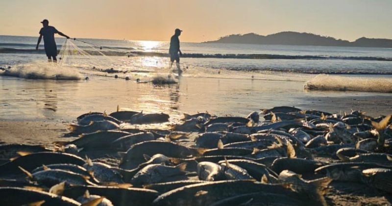 Atividade &eacute; reconhecida como um patrim&ocirc;nio cultural de Bombinhas – Foto: Kenko Rancho/Divulga&ccedil;&atilde;o
