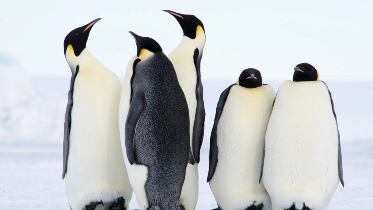 Pinguins
