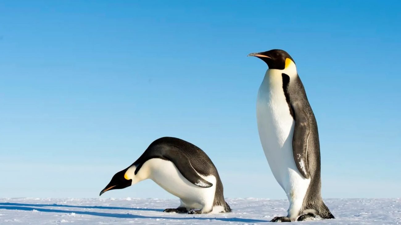 Pinguins