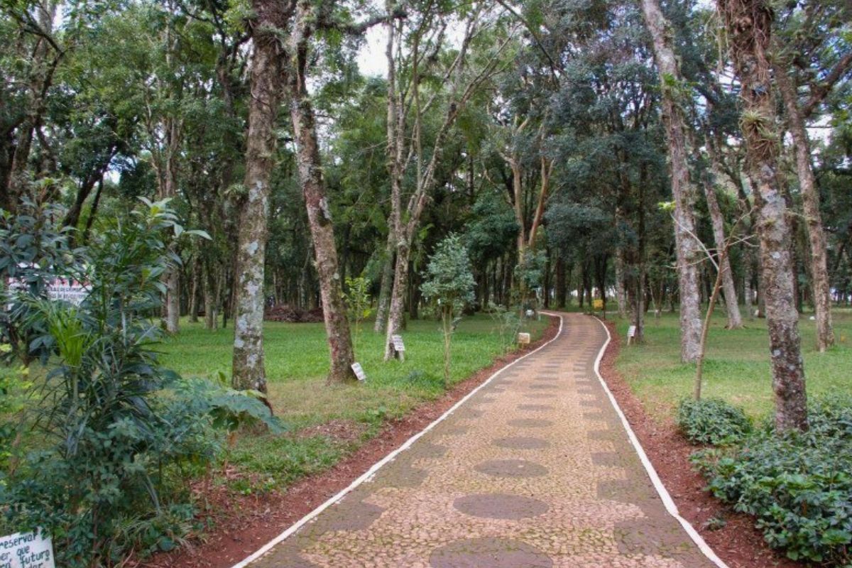 Parque do Palmital Chapecó Foto do Parque do Palmital em Chapecó. No centro da foto, uma trilha calçada. Ao redor dela, extensa área gramada com muitas árvores.