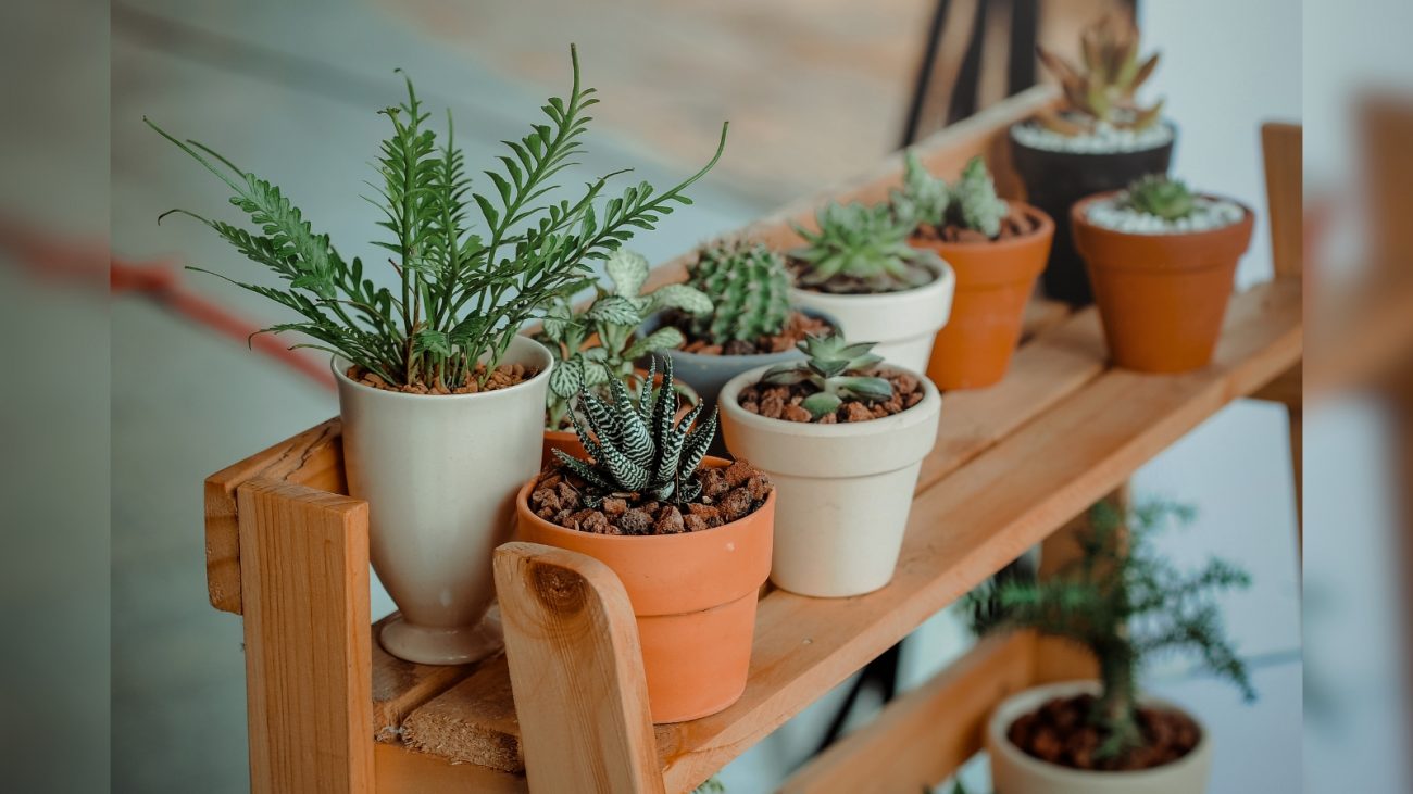Plantas Plantas em cima de bancada