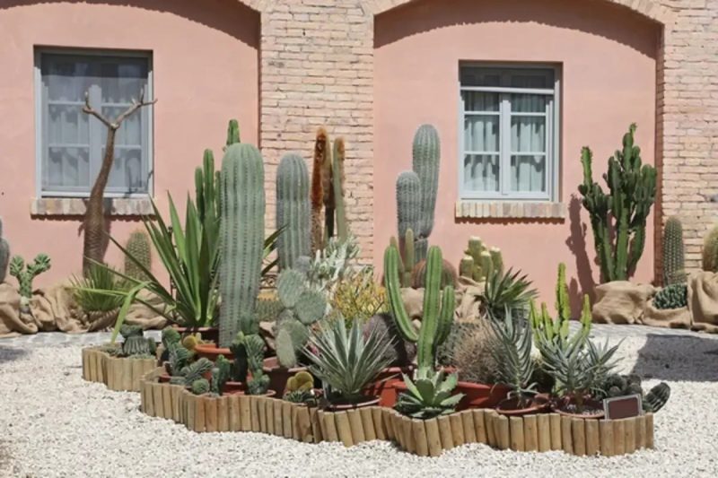 cactos cactos no jardim