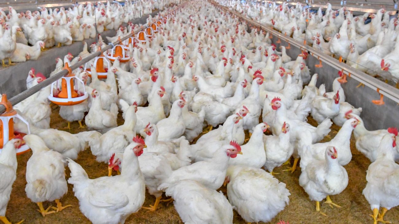 Os países que mais importam frango do Brasil anunciaram a suspensão temporária da compra de carne de ave brasileira - Foto: Reprodução/ND Os países que mais importam frango do Brasil anunciaram a suspensão temporária da compra de carne de ave brasileira - Foto: Reprodução/ND