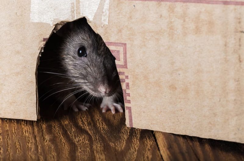 Rato Rato se escondendo
