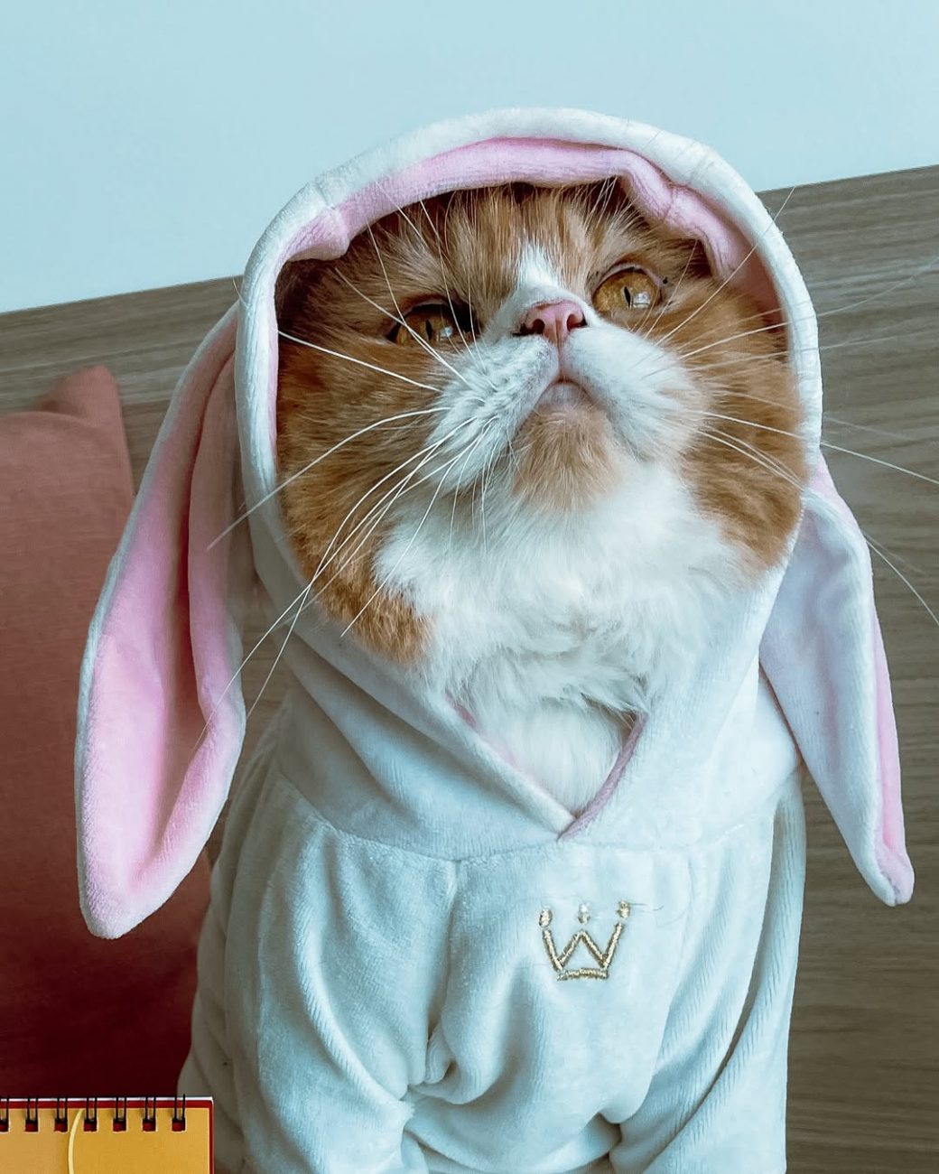 Ravioli conquista internet com sua fofura - Ravioli o gato/@ravioliogato/ND