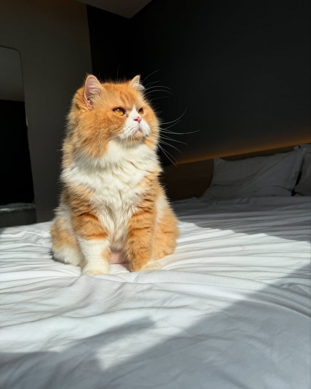 Ravioli conquista internet com sua fofura - Ravioli o gato/@ravioliogato/ND
