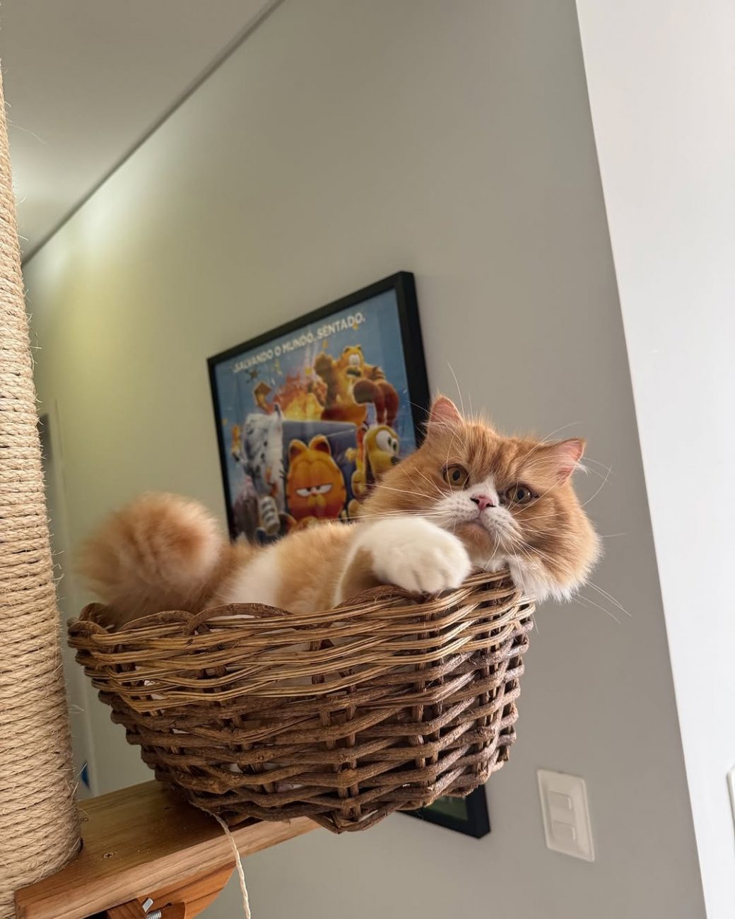 Ravioli conquista internet com sua fofura - Ravioli o gato/@ravioliogato/ND