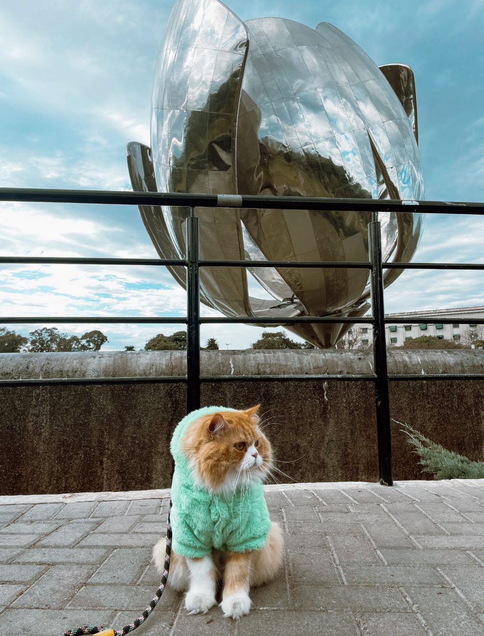 Ravioli aproveita viagens ao redor do mundo - Ravioli o gato/@ravioliogato/ND