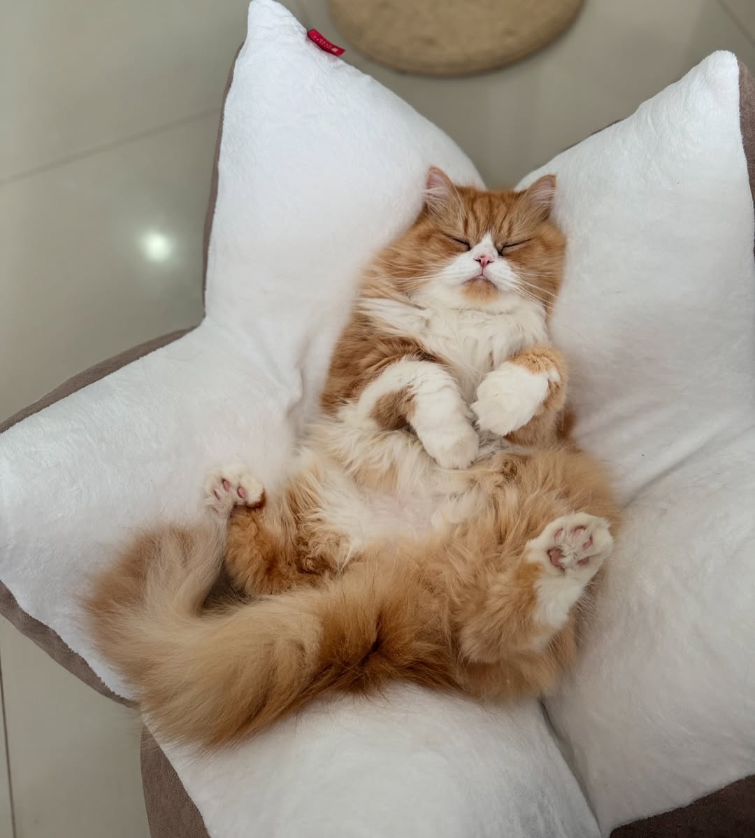 Ravioli conquista internet com sua fofura - Ravioli o gato/@ravioliogato/ND