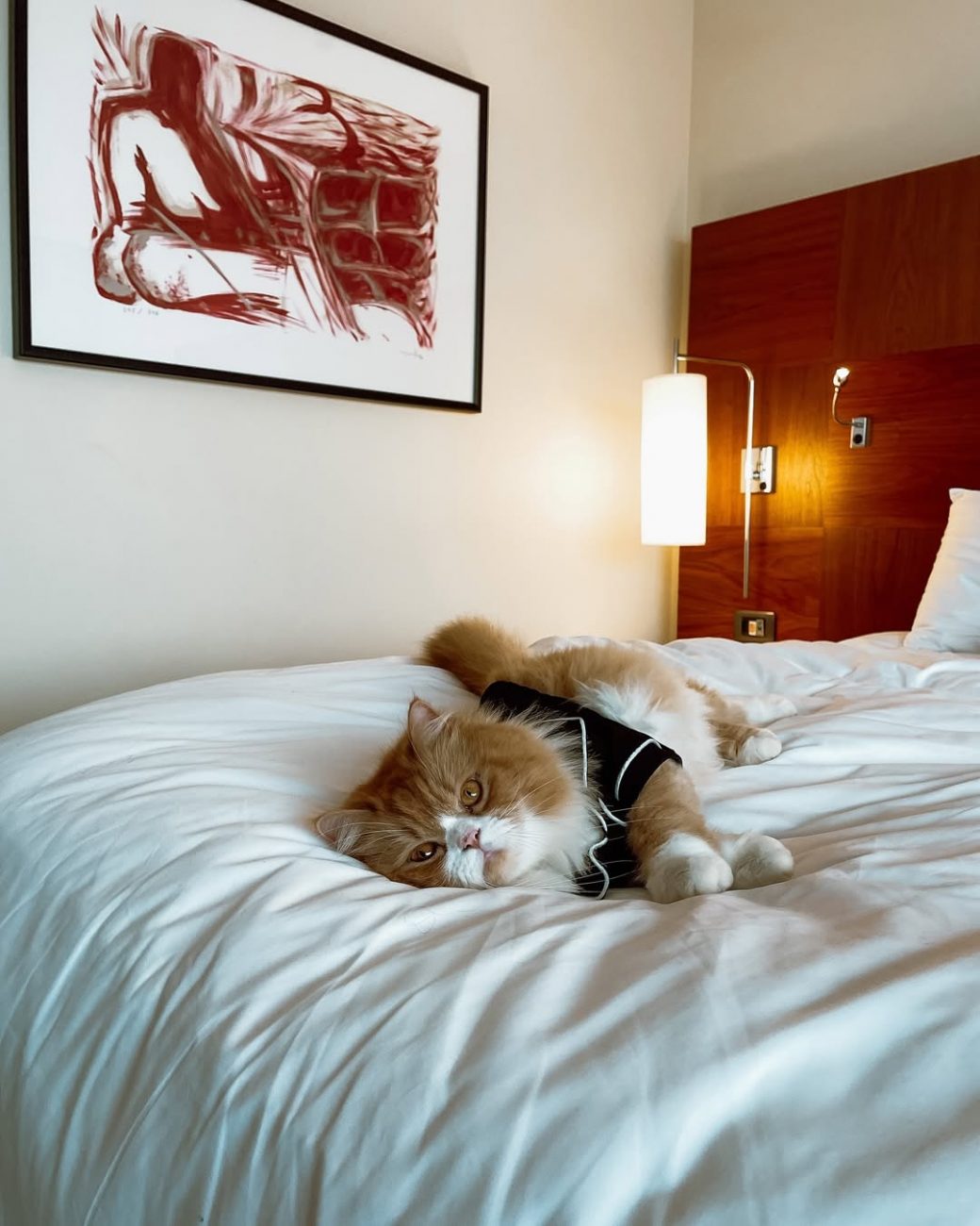 Ravioli conquista internet com sua fofura - Ravioli o gato/@ravioliogato/ND
