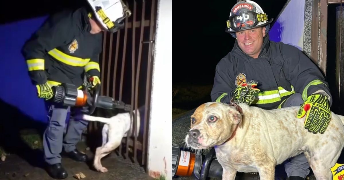 'Cansada e assustada': cachorra fica presa em portão e mobiliza bombeiros em SC 'Cansada e assustada': cachorra fica presa em portão e mobiliza bombeiros em SC