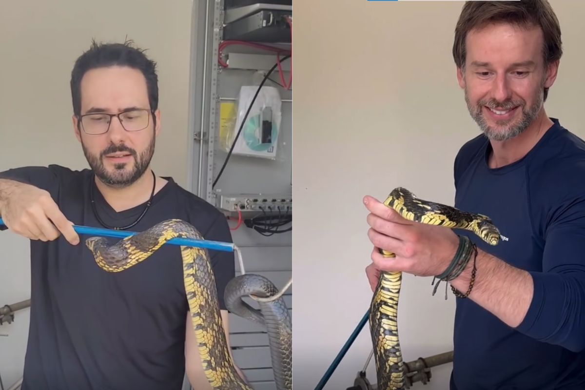 Imagem dos dois biólogos com a cobra caninana em Jaraguá do Sul Imagem dos dois biólogos com a cobra caninana em Jaraguá do Sul