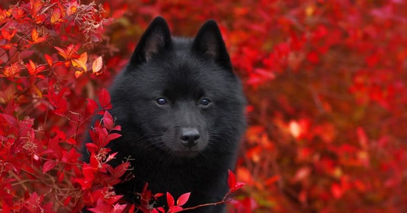 schipperke Cachorro da raça schipperke