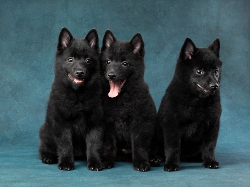 schipperke Cachorros da raça schipperke