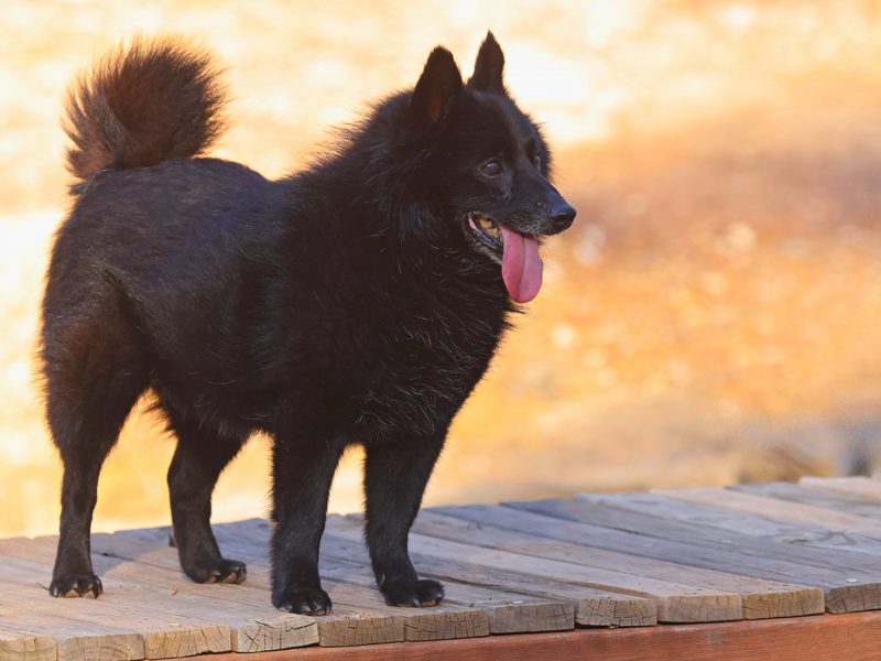 schipperke Cachorro da raça schipperke