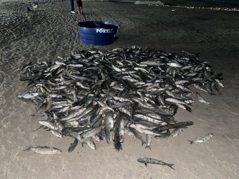 Pesca da tainha; 1,7 mil peixes