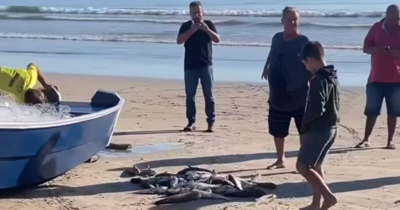Pesca da tainha em bombinhas Pesca da tainha em bombinhas