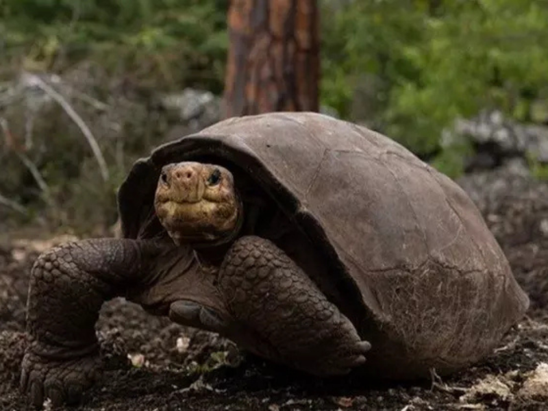 Tartaruga-gigante Tartaruga-gigante