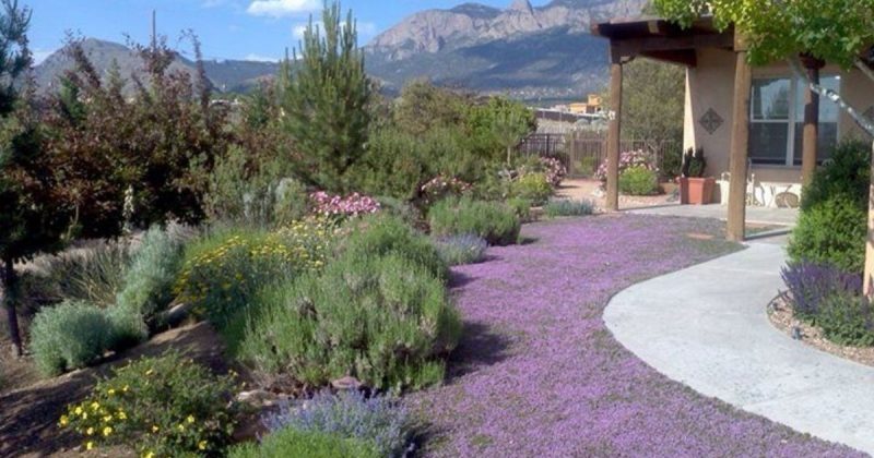 Grama roxa Imagem de uma grama roxa na frente de uma casa, para mostrar como essa opção de planta ficaria na decoração de um jardim
