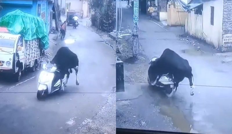 Índia Touro rouba moto na Índia