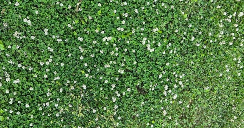 Trevo-branco Imagem de um jardim coberto de trevo-brancos, para ilustrar para os leitores como essa planta se parecia e como ela ficaria cobrindo o chão