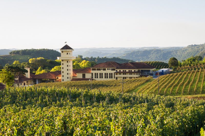 melhores vinhos brasileiros Vinhedo de uvas no Vale dos Vinhedos em Bento Gonçalves faz um dos melhores vinhos brasileiros