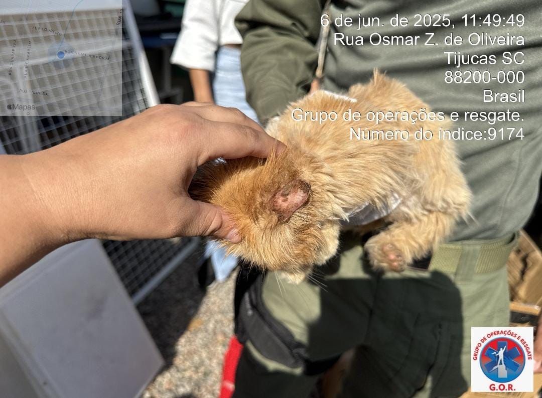 Gatos persas resgatados de gatil clandestino em SC - Divulgação/GOR/ND