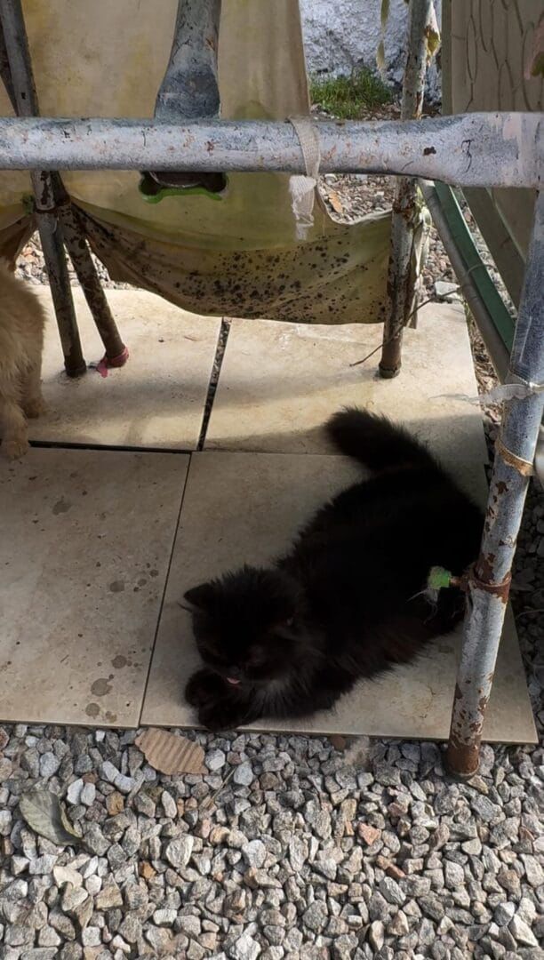 Gatos persas são resgatados de gatil clandestino em SC  - Divulgação/GOR/ND