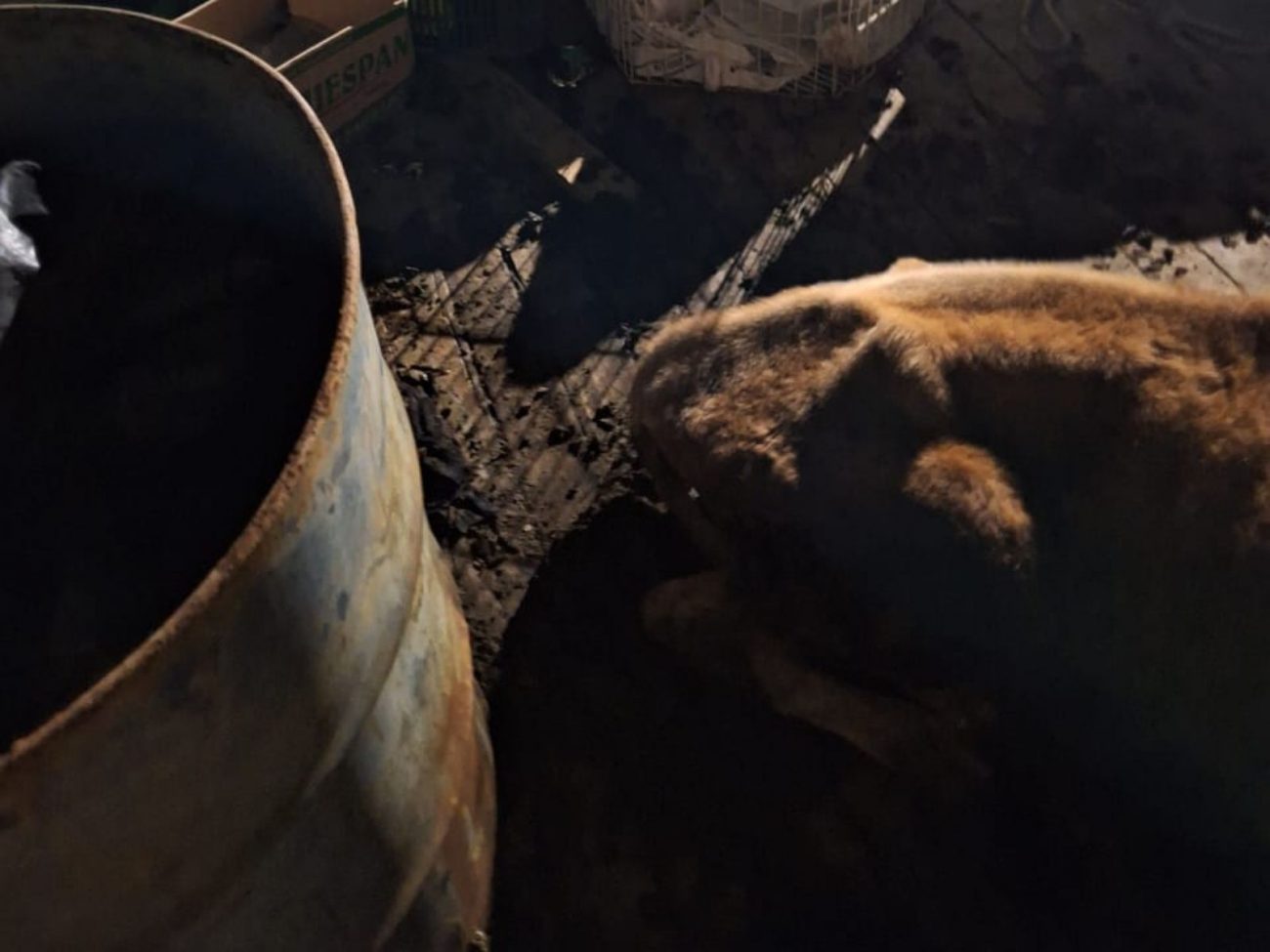 Boi, ovelha, coelhos e galinhas: 24 animais em maus-tratos s&atilde;o resgatados em SC – Foto: Divulga&ccedil;&atilde;o/Pol&iacute;cia Militar/ND