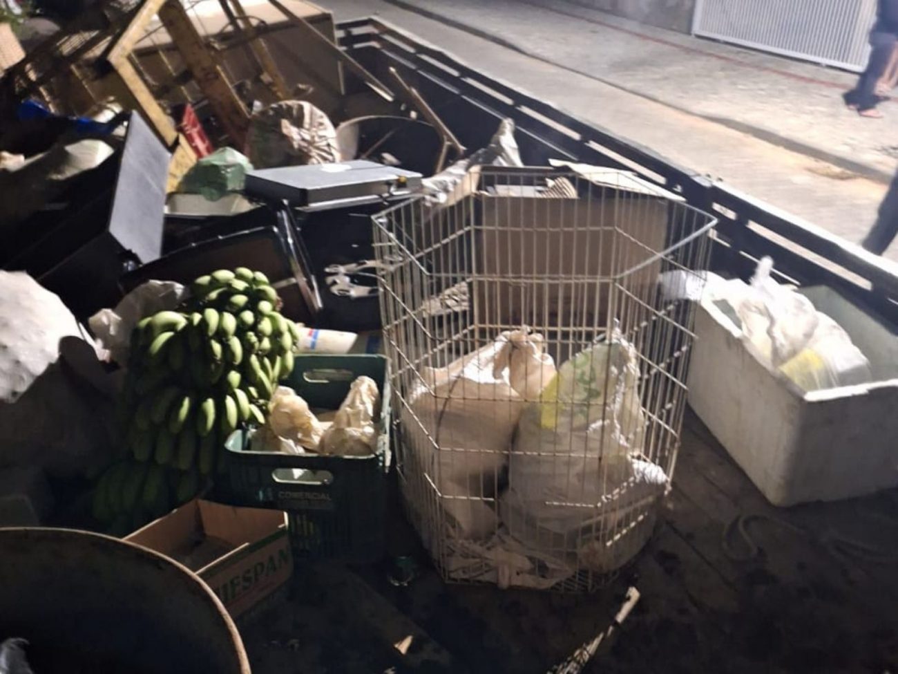 Boi, ovelha, coelhos e galinhas: 24 animais em maus-tratos são resgatados em SC