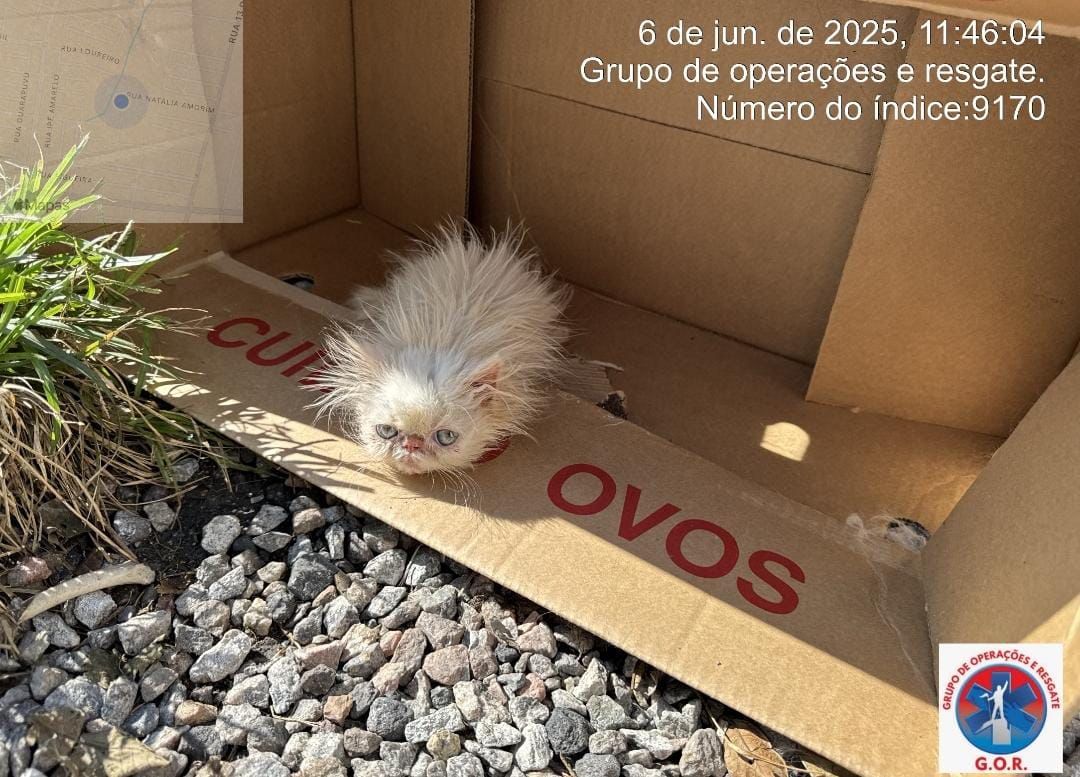 Gatos persas resgatados de gatil clandestino em SC - Divulgação/GOR/ND