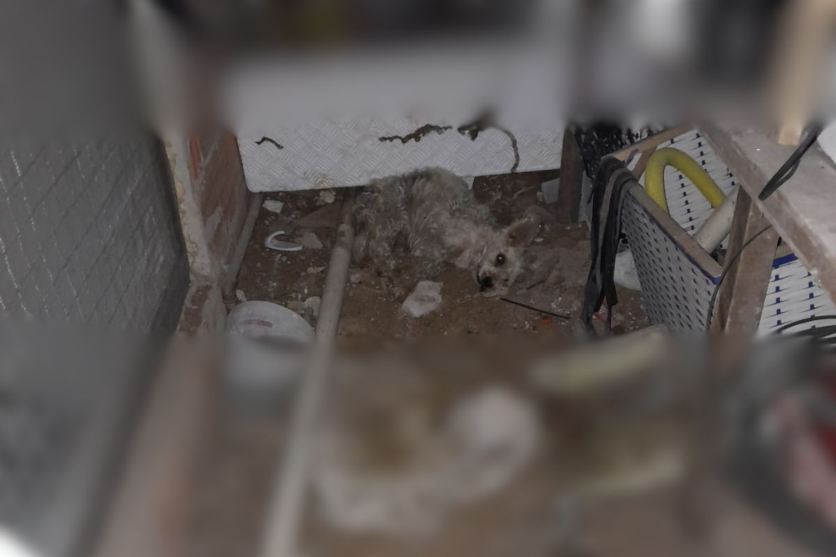Cachorro Max, de 16 anos, foi deixado em local insalubre e com infecção por lavras - Divulgação/Polícia Civil/ND