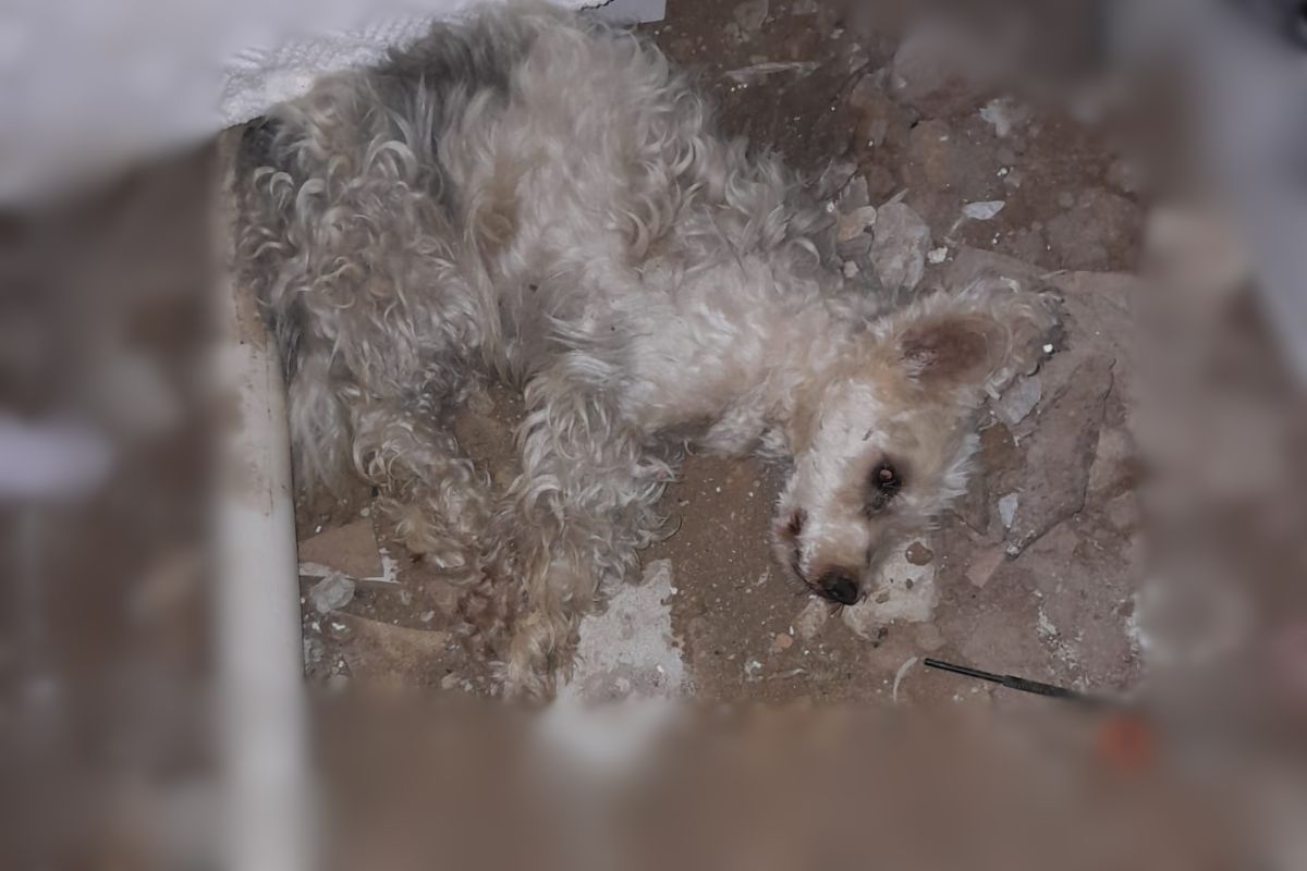 Cachorro Max, de 16 anos, foi deixado em local insalubre e com infecção por lavras - Divulgação/Polícia Civil/ND