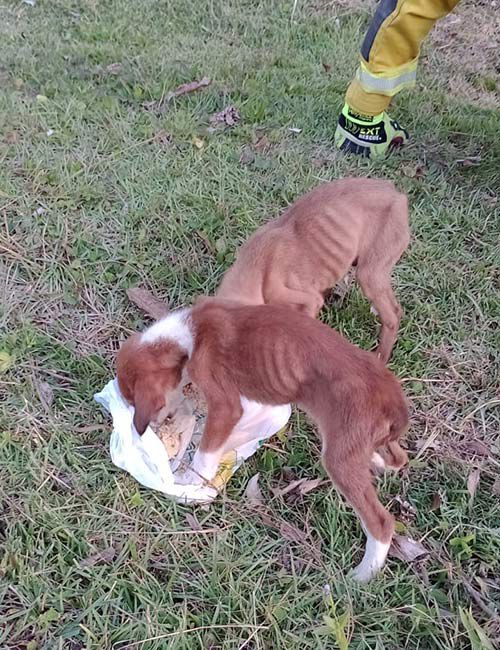 Animais estavam desnutridos  - Divulgação/ND