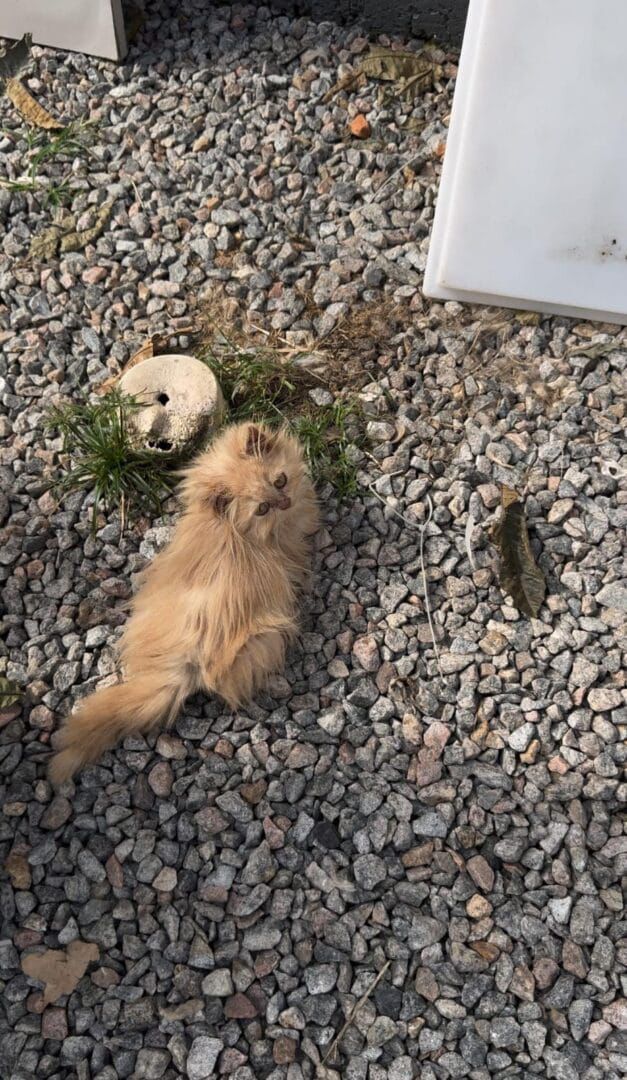 Gatos persas são resgatados de gatil clandestino em SC  - Divulgação/GOR/ND