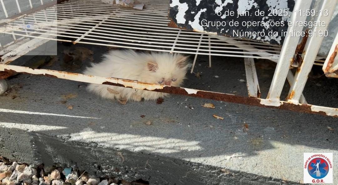 Gatos persas resgatados de gatil clandestino em SC - Divulgação/GOR/ND