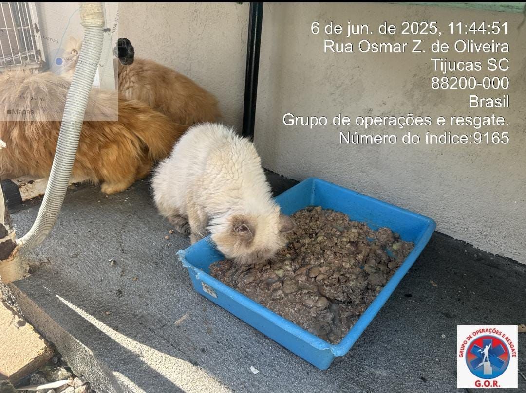 Gatos persas resgatados de gatil clandestino em SC  - Divulgação/GOR/ND