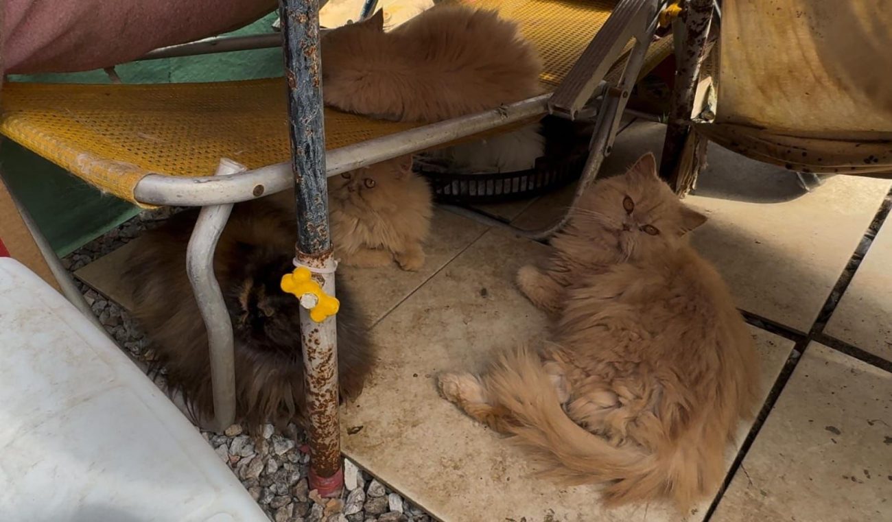 Gatos persas são resgatados de gatil clandestino em SC  - Divulgação/GOR/ND