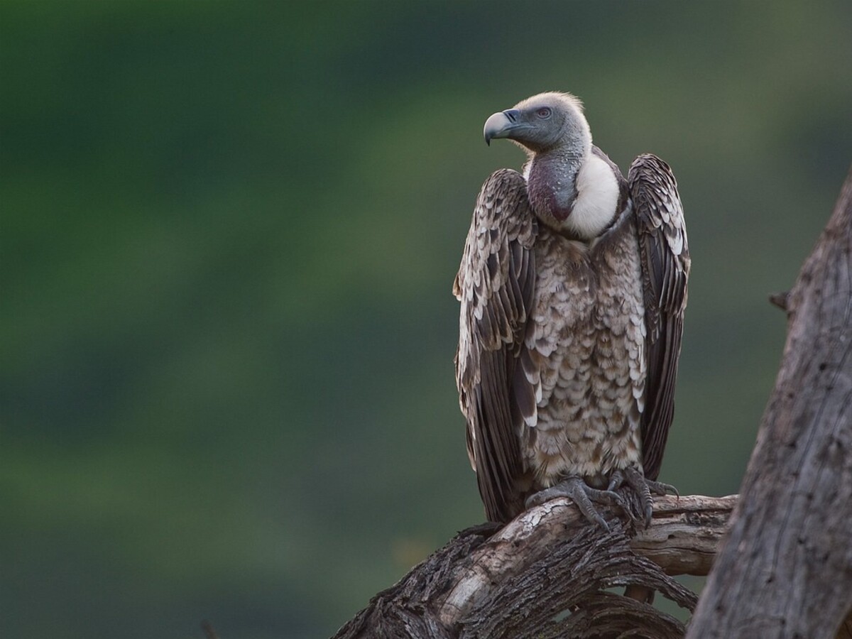 É uma espécie essencial para o equilíbrio ambiental, mas infelizmente está ameaçada de extinção - Reprodução/ND