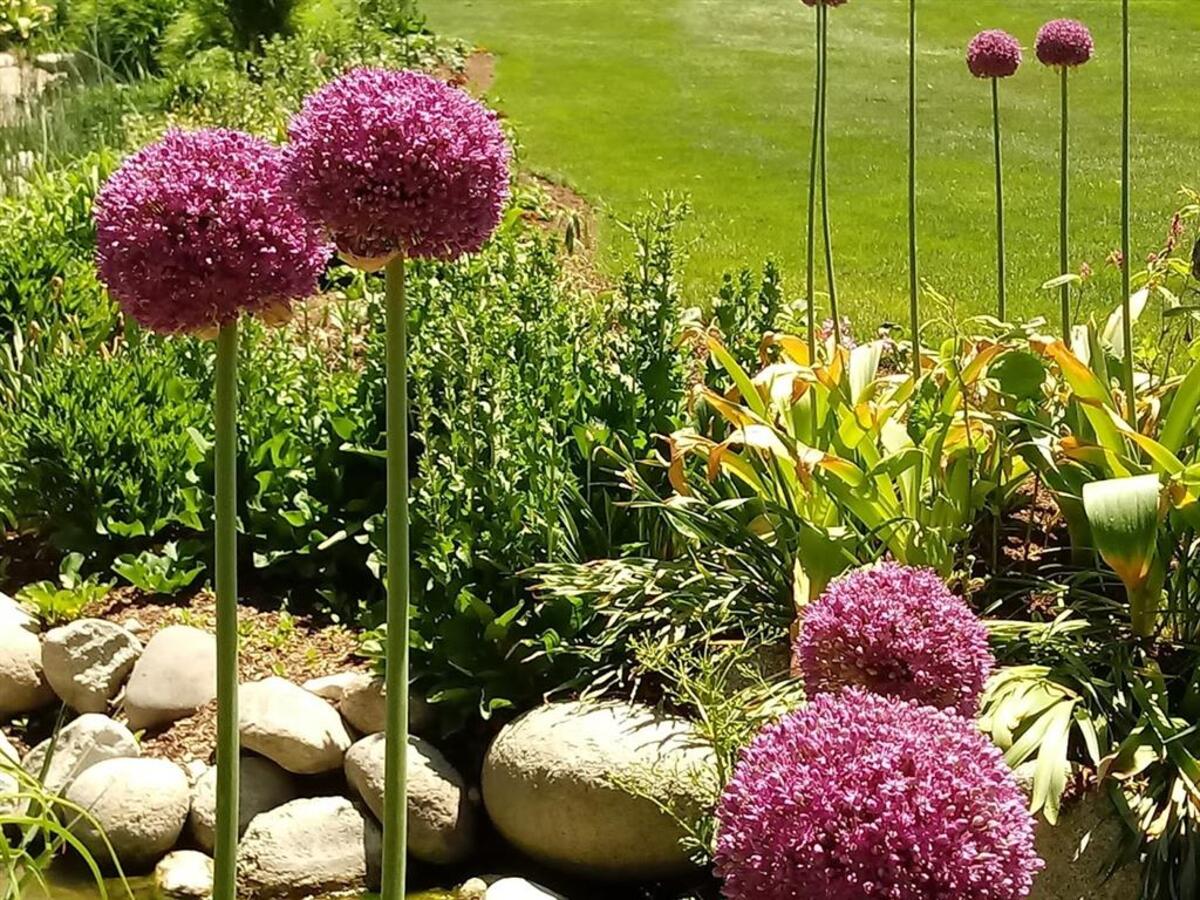 Allium-ornamental